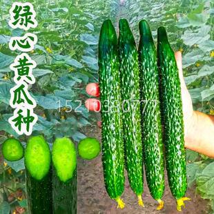 绿心水果黄种瓜子高抗病绿瓤旱EGS季黄瓜种籽春夏产秋四盆栽蔬菜