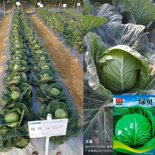 绿贝早熟春秋甘蓝菜种子绿色圆甘蓝菜种子大头菜种子包心菜种子