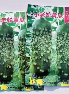 老蚧黄瓜种子甜脆爽口刺瘤大且密深绿色水果旱黄瓜种子老介黄瓜籽