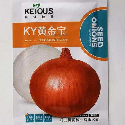 KY黄金宝洋葱种子早好熟微甘甜辣品质商品性佳贮存耐黄CPH皮洋葱