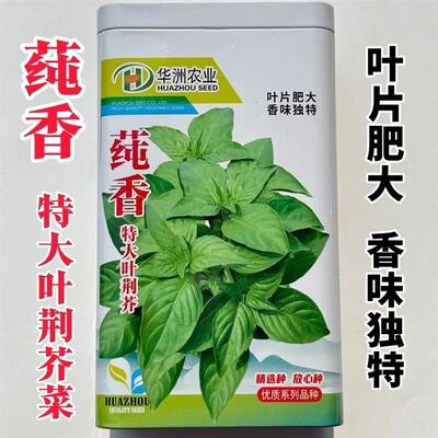 莼香特大叶荆芥种子叶片肥厚香味浓郁调味菜种子荆棘菜荆芥菜种子