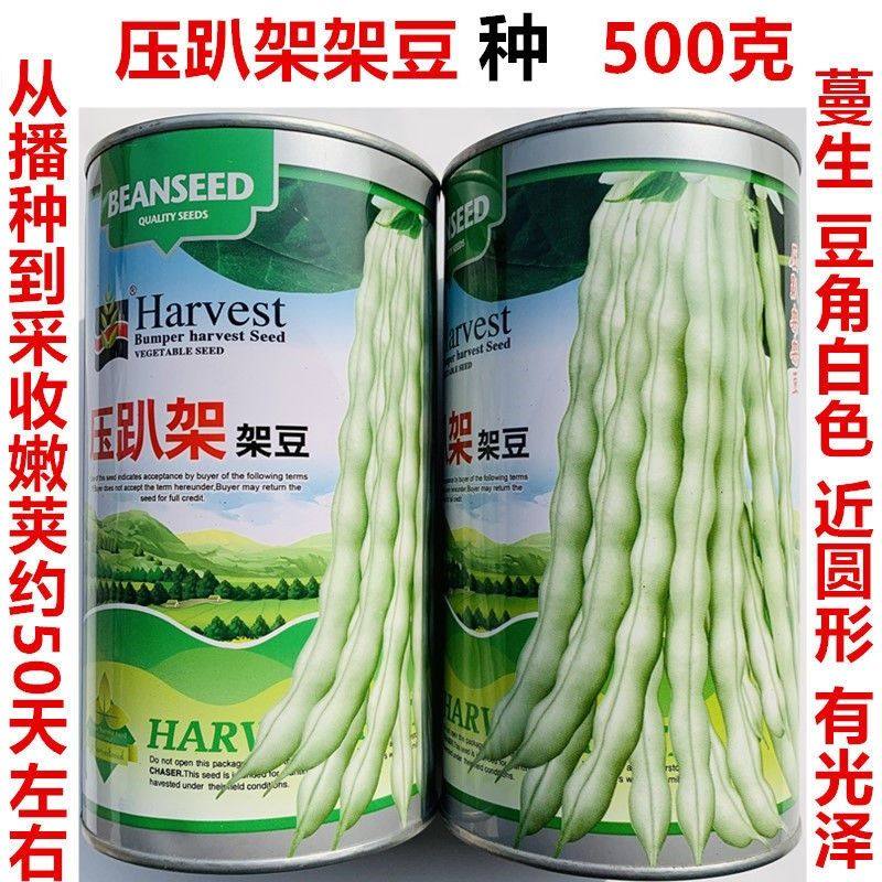 压趴架种子白芸豆种子白不老来少豆角四季菜豆蔬菜种孑白芸豆种子,农用物资,蔬菜种子/种苗,淘宝优惠券,粉丝福利购,淘宝优惠卷
