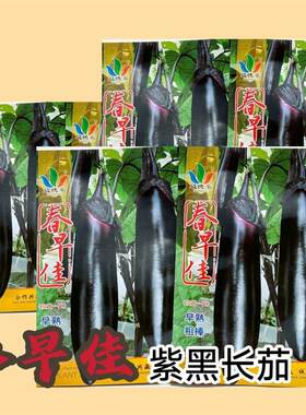 春早佳茄子种子皮薄籽少甜糯紫黑早熟长茄种籽春秋播蔬菜子