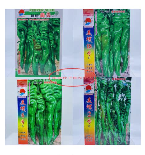 镇研辣椒种子美螺2号6号18号曲美螺丝椒种籽早熟味香辣春秋季薄皮