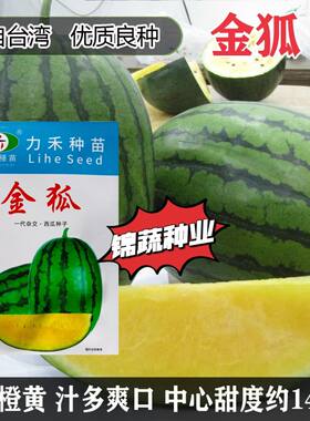 源于台湾金狐冰糖黄瓤冰淇淋西瓜种子特甜皮薄耐裂高糖大果型西瓜