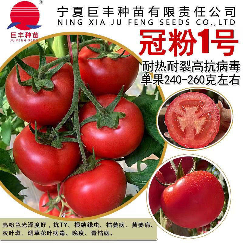 冠粉1号粉果番茄种子大果亮粉光泽度好产量高耐热耐裂高抗病抗YT