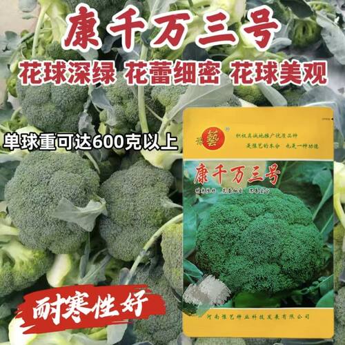 豫艺康千万三号西兰花耐寒青菜花种子花球深绿蕾粒细密耐寒秋播