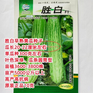 胜白黄瓜种籽早熟品种高产全雌黄瓜菜籽种高抗病春秋季农家播种
