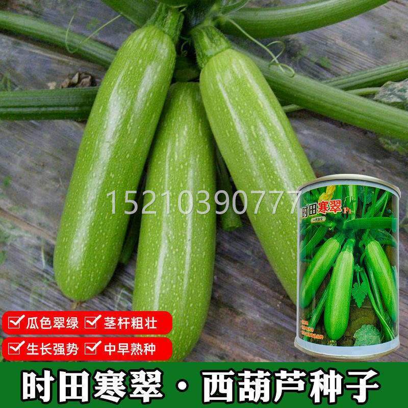 高抗露地高产耐热FEJ种西葫绿芦子 条油亮品种 蔬菜种冬棚专越用
