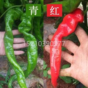 大果螺丝椒辣种子苗香辣特大巨陇型椒春季四LDN季椒熟高产早辣椒
