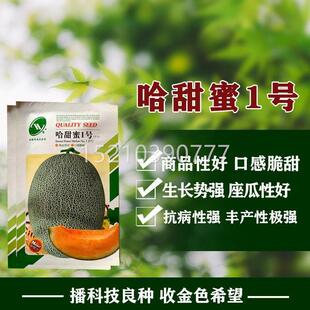 哈甜蜜1号哈密瓜种子肉质甜脆抗病丰产春秋四季露地保护地DQF种籽