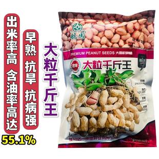 大粒千斤王花生种子抗旱春夏播花生米种子产量高含油率高出米率高