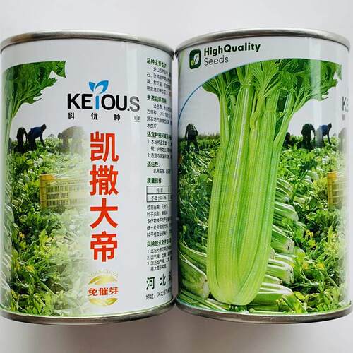 凯撒大帝强芹菜种子绿叶柄亮有光泽纤维WLC少高产抗病免芽西芹催