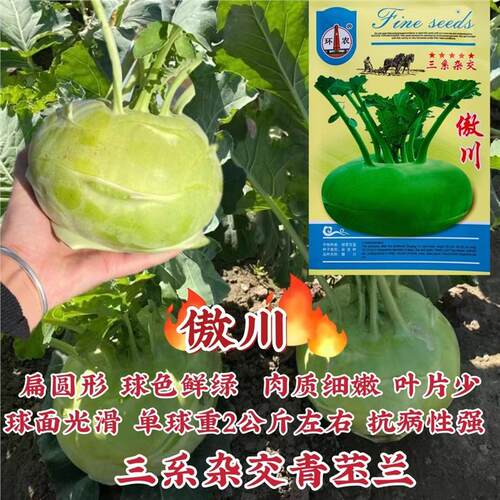 傲川苤兰种子新选育三系杂交扁圆型青苤兰种子苤蓝菜春秋两季播种