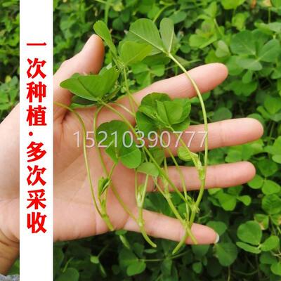 叶花HUK菜草头种子三叶秧草大黄花菜金苜蓿菜种籽特养色生野菜四