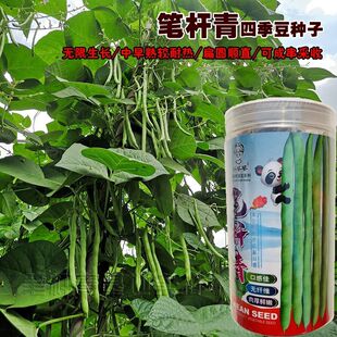笔杆青架豆种子蔓生无限生长型菜芸豆种籽红花耐热偏圆形豆角孑种