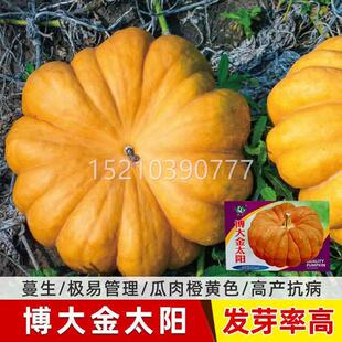 早熟无南瓜种子磨盘巨型大瓜大田菜园高易种四产季瓜蔓BEN果蔬菜