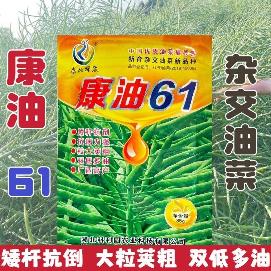 康油61高产杂交油菜籽矮杆早熟原装油菜籽种子抗冻抗倒伏杂交耐寒