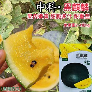中科黑麒麟西瓜种子黑皮黄瓤西瓜种籽早熟脆甜多汁抗病耐重茬正品