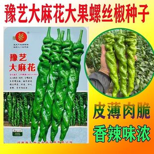 豫艺大麻花螺丝全螺型种子辣椒大果抗病高产螺旋麻点长果陇椒种籽