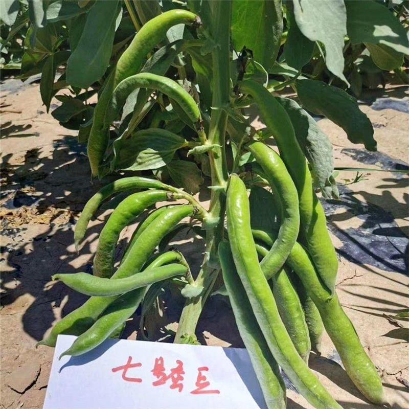 星蚕豆种秋冬七季耐寒豆蚕种籽南方子大田农家RPX蔬菜农家庭院蚕