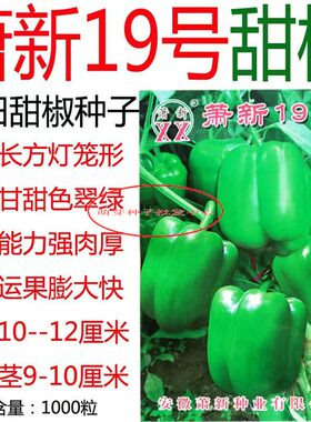甜椒种子萧新19号青椒菜椒灯笼椒辣椒种籽高产四季盆栽庭院春秋播