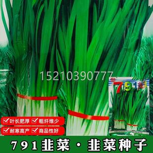 791韭菜种子白收根宽叶韭菜种子多次种割抗寒高产大田播PLY种菜