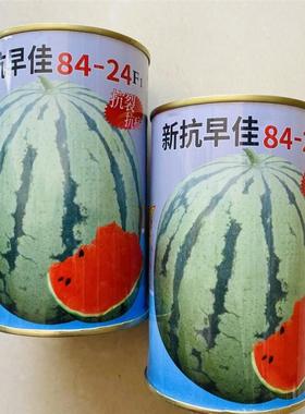 新抗早佳8424西瓜种籽麒麟西瓜种子四季播高产抗病强皮薄酥脆甜爽
