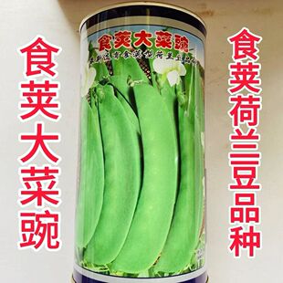 食荚大菜碗荷兰豆种子白花大荚型早熟半蔓生抗病高产大田春秋种植