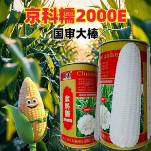 京科糯2000E白色玉米种籽糯水果玉米种子四季超甜粘农家包谷春播