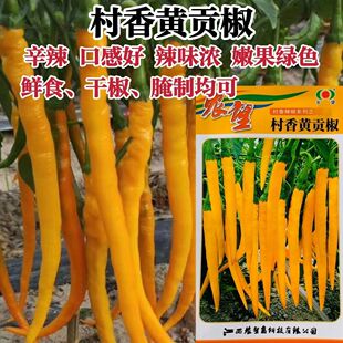 农望村香贡椒种子村香9号黄皮线椒种子香辣高产黄色条椒辣椒种子