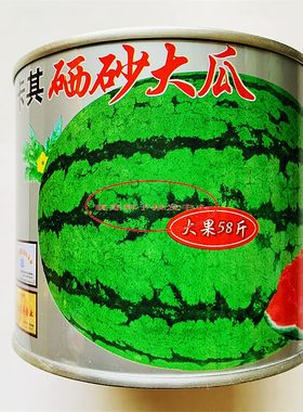 巨型西瓜种籽硒砂大瓜超甜特大甜王卡其风暴农家大田四季水果种子
