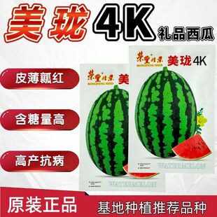 正宗甘美4K西瓜种子站神西瓜籽美珑4K超甜礼品西瓜籽薄皮抗病高产