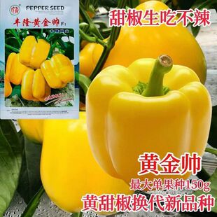 黄金帅椒种子黄色灯笼椒种籽孑高产易坐果四季种植水果蔬菜种苗