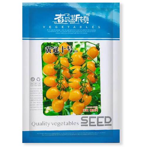 黄冠十号无限生长型番茄子深黄色果口OUP易感佳耐贮运黄不裂果产