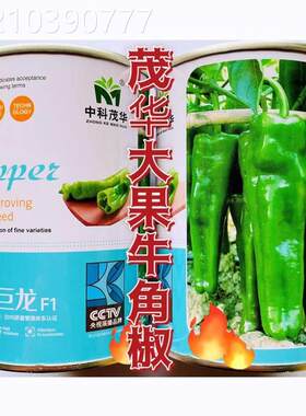 中科巨龙特大牛角椒种子辣椒籽青椒特辣四季微辣高产早熟蔬菜种孑