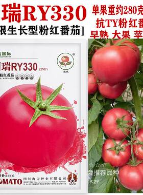 圆瑞RY330番茄种子无限生长型抗TY粉红果转色快硬度高西红柿种籽