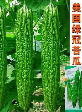 美国进口绿冠苦瓜种子疙瘩绿苦瓜高产早熟抗病耐热寒基地大田用种
