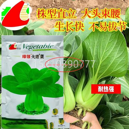 四绿领火青菜OLL种子高产耐热大头梗束腰籽青菜种农家菜园季蔬菜
