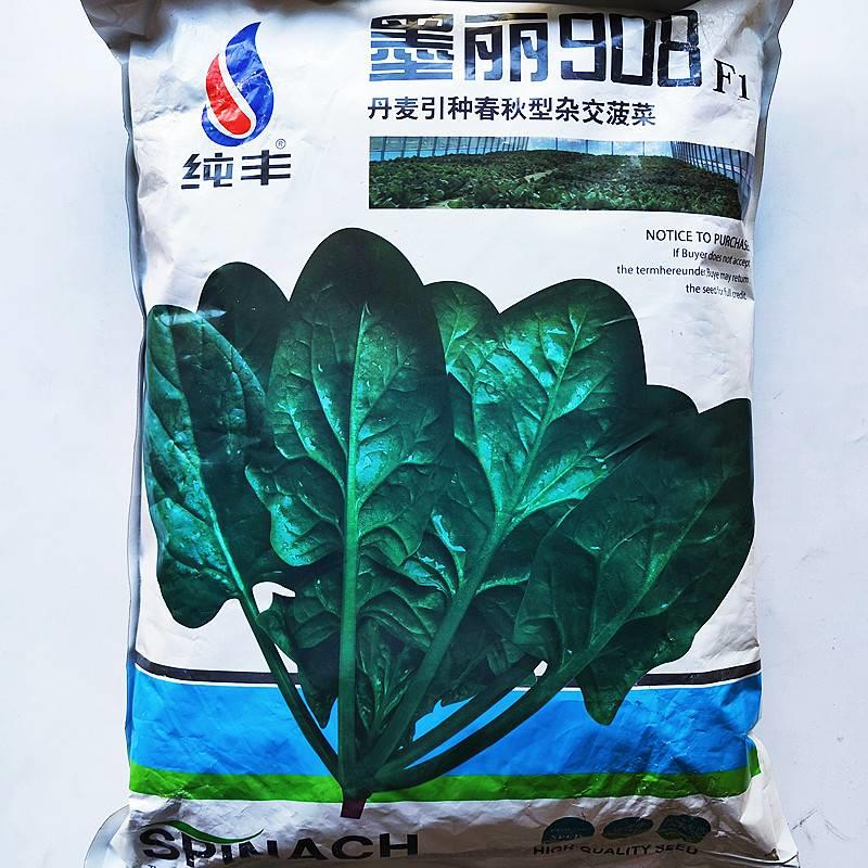 寒墨院丽908菠菜种子耐热抽苔春秋庭DMQ地栽阳台盆栽耐 耐菜种波
