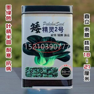 矮精灵号ZSA青蔬梗种子黑叶苏州2青矮脚油菜青菜耐寒抗病四菜季菜