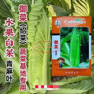 菜御菜菜抗白菜种子天津大青麻叶白XOR高帮直绍筒包心高产病蔬菜