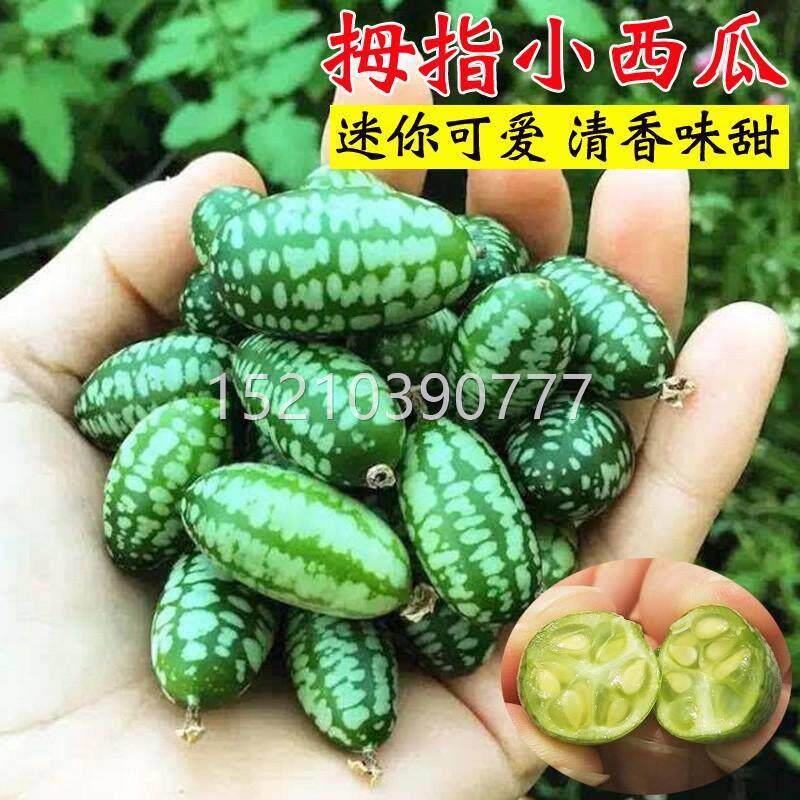 拇种指西瓜皮种子高产迷你BRC小西瓜薄手指母指瓜母子西阳台盆栽