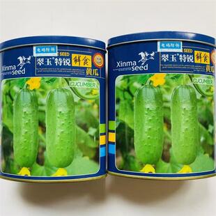 翠玉特锐鲜食黄瓜种子水果型小黄瓜旱秋瓜短棒唐山秋瓜籽春秋播种