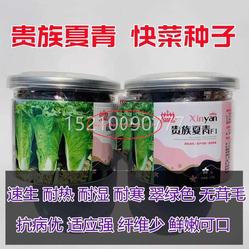 四季奶油快菜青种贵族夏快种籽小白菜蔬KLL菜菜青菜菜种孑子白莱