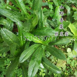山野香菜TFH籽刺菜芫荽大叶种子泰国香菜种苗农家四季蔬种菜籽种