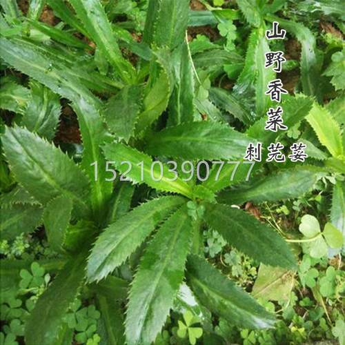 山野香菜TFH籽刺菜芫荽大叶种子泰国香菜种苗农家四季蔬种菜籽种