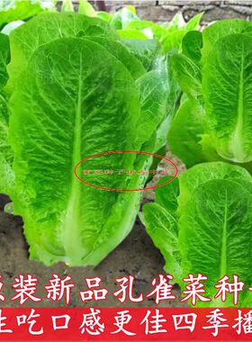 孔雀菜生菜种子沙拉一品养生菜种子蔬菜种籽南方圆叶油麦菜种孑