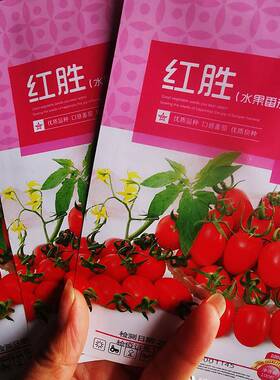 水果番茄种子红色圣女果小番茄黄色圣女果南方北方春季夏季秋季播