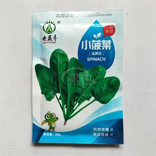 安益丰小菠菜种子蔬菜深绿油亮高产耐寒抗病商品性佳农家秋季播种